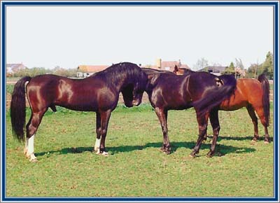 Lad's Black Buster in the meadow, inspecting the two mares.