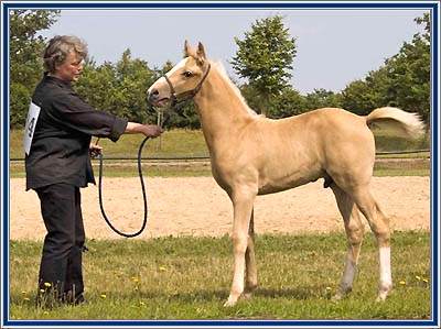 "Leroy's Midnight Victor at the Exloo Dutch TWH championship, at seven weeks old."