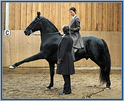 Tennessee Walking Horse Color Chart